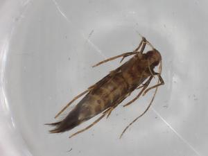  ( - BIOUG78996-C08)  @11 [ ] CreativeCommons - Attribution (2022) Centre for Biodiversity Genomics Centre for Biodiversity Genomics