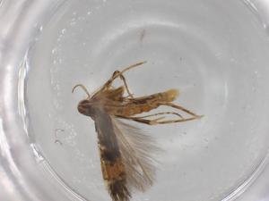  ( - BIOUG79616-G12)  @11 [ ] CreativeCommons - Attribution (2022) Centre for Biodiversity Genomics Centre for Biodiversity Genomics