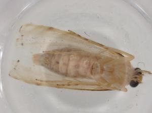  ( - BIOUG79649-B05)  @11 [ ] CreativeCommons - Attribution (2022) Centre for Biodiversity Genomics Centre for Biodiversity Genomics