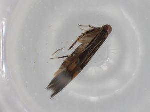  ( - BIOUG79649-F07)  @11 [ ] CreativeCommons - Attribution (2022) Centre for Biodiversity Genomics Centre for Biodiversity Genomics