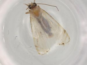  ( - BIOUG79650-A10)  @11 [ ] CreativeCommons - Attribution (2022) Centre for Biodiversity Genomics Centre for Biodiversity Genomics