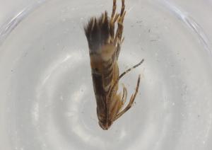  ( - BIOUG79650-C04)  @11 [ ] CreativeCommons - Attribution (2022) Centre for Biodiversity Genomics Centre for Biodiversity Genomics