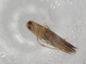  (Cosmopterix Malaise1744 - BIOUG79651-B06)  @11 [ ] CreativeCommons - Attribution (2022) Centre for Biodiversity Genomics Centre for Biodiversity Genomics