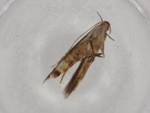  ( - BIOUG79654-C02)  @11 [ ] CreativeCommons - Attribution (2022) Centre for Biodiversity Genomics Centre for Biodiversity Genomics