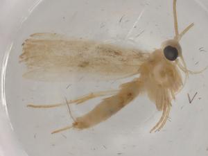  (colMalsise8248 - BIOUG79716-A03)  @11 [ ] CreativeCommons - Attribution (2022) Centre for Biodiversity Genomics Centre for Biodiversity Genomics