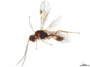  (Blacus Malaise3018 - BIOUG79717-G03)  @11 [ ] CreativeCommons - Attribution (2022) CBG Photography Group Centre for Biodiversity Genomics