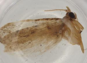  ( - BIOUG79719-A04)  @11 [ ] CreativeCommons - Attribution (2022) Centre for Biodiversity Genomics Centre for Biodiversity Genomics