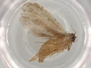  ( - BIOUG79719-C01)  @11 [ ] CreativeCommons - Attribution (2022) Centre for Biodiversity Genomics Centre for Biodiversity Genomics