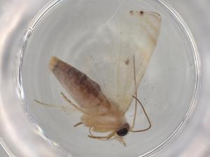  ( - BIOUG80092-A01)  @11 [ ] CreativeCommons - Attribution (2022) Centre for Biodiversity Genomics Centre for Biodiversity Genomics