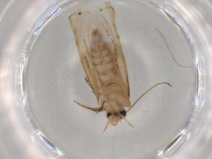  ( - BIOUG80092-C07)  @11 [ ] CreativeCommons - Attribution (2022) Centre for Biodiversity Genomics Centre for Biodiversity Genomics