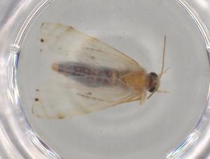  ( - BIOUG80092-E01)  @11 [ ] CreativeCommons - Attribution (2022) Centre for Biodiversity Genomics Centre for Biodiversity Genomics