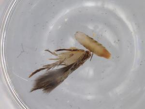  ( - BIOUG80092-H07)  @11 [ ] CreativeCommons - Attribution (2022) Centre for Biodiversity Genomics Centre for Biodiversity Genomics