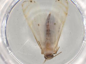  ( - BIOUG80093-G12)  @11 [ ] CreativeCommons - Attribution (2022) Centre for Biodiversity Genomics Centre for Biodiversity Genomics