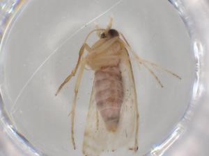  (cramMalaise75 Malaise2864 - BIOUG80094-F08)  @11 [ ] CreativeCommons - Attribution (2022) Centre for Biodiversity Genomics Centre for Biodiversity Genomics