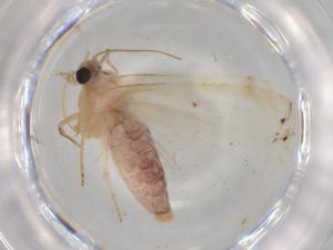  ( - BIOUG80094-F09)  @11 [ ] CreativeCommons - Attribution (2022) Centre for Biodiversity Genomics Centre for Biodiversity Genomics