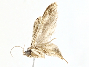  ( - BIOUG80701-H05)  @11 [ ] CreativeCommons - Attribution (2022) CBG Photography Group Centre for Biodiversity Genomics