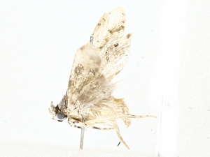  ( - BIOUG80702-H10)  @11 [ ] CreativeCommons - Attribution (2022) CBG Photography Group Centre for Biodiversity Genomics