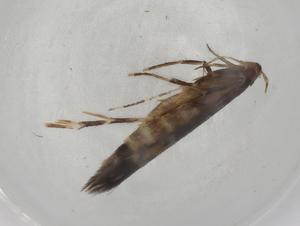  ( - BIOUG81368-A04)  @11 [ ] CreativeCommons - Attribution (2022) Centre for Biodiversity Genomics Centre for Biodiversity Genomics