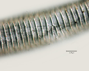  ( - NID-N1000)  @11 [ ] CreativeCommons - Attribution Non-Commercial (2017) Tom Powers University of Nebraska