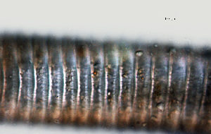  ( - NID-N1149)  @11 [ ] CreativeCommons - Attribution Non-Commercial (2016) Tom Powers University of Nebraska