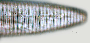  ( - NID-N1169)  @11 [ ] CreativeCommons - Attribution Non-Commercial (2017) Tom Powers University of Nebraska