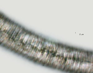  ( - NID-N1285)  @11 [ ] CreativeCommons - Attribution Non-Commercial (2017) Tom Powers University of Nebraska