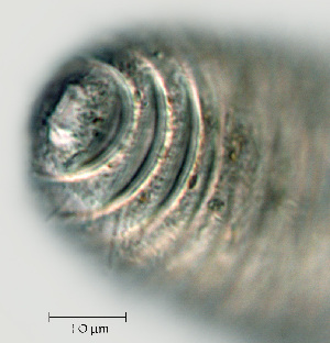  (Mesocriconema xenoplax HG13 - NID-N1327)  @11 [ ] CreativeCommons - Attribution Non-Commercial (2017) Tom Powers University of Nebraska