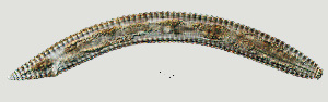 ( - NID-N1396)  @11 [ ] CreativeCommons - Attribution Non-Commercial (2017) Tom Powers University of Nebraska