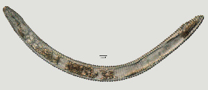  (Macroposthoniinae - NID-N1495)  @11 [ ] CreativeCommons - Attribution Non-Commercial (2017) Tom Powers University of Nebraska