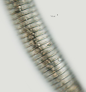  ( - NID-N2460)  @11 [ ] CreativeCommons - Attribution Non-Commercial (2017) Tom Powers University of Nebraska