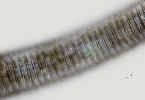  ( - NID-N2610)  @11 [ ] CreativeCommons - Attribution Non-Commercial (2017) Tom Powers University of Nebraska