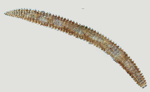  (Criconematinae - NID-N308)  @11 [ ] CreativeCommons - Attribution Non-Commercial (2017) Tom Powers University of Nebraska