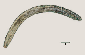  (Mesocriconema xenoplax HG12 - NID-N3)  @11 [ ] CreativeCommons - Attribution Non-Commercial (2017) Tom Powers University of Nebraska