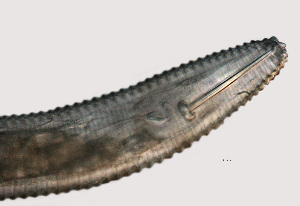  (Mesocriconema discus - NID-N756)  @11 [ ] CreativeCommons - Attribution Non-Commercial (2016) Tom Powers University of Nebraska