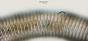  ( - NID-N832)  @11 [ ] CreativeCommons - Attribution Non-Commercial (2017) Tom Powers University of Nebraska
