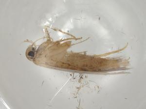  ( - CBG-A03419-F11)  @11 [ ] CreativeCommons - Attribution (2023) Centre for Biodiversity Genomics Centre for Biodiversity Genomics