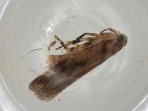  ( - CBG-A03419-H03)  @11 [ ] CreativeCommons - Attribution (2023) Centre for Biodiversity Genomics Centre for Biodiversity Genomics