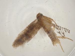  (Keiferia Malaise8590 - CBG-A03425-A09)  @11 [ ] CreativeCommons - Attribution (2023) Centre for Biodiversity Genomics Centre for Biodiversity Genomics