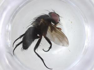  ( - CBG-A03589-B06)  @11 [ ] CreativeCommons - Attribution (2023) Centre for Biodiversity Genomics Centre for Biodiversity Genomics