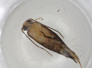  (gelMalaise01 Malaise7352 - CBG-A04350-A08)  @11 [ ] CreativeCommons - Attribution (2023) Centre for Biodiversity Genomics Centre for Biodiversity Genomics