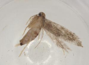  (gelJanzen01 Janzen7578 - CBG-A04358-E11)  @11 [ ] CreativeCommons - Attribution (2023) Centre for Biodiversity Genomics Centre for Biodiversity Genomics