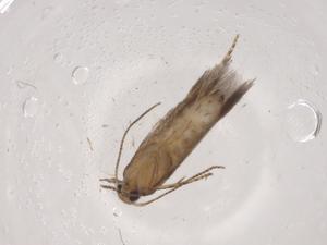  (gelMalaise01 Malaise6912 - CBG-A04381-G06)  @11 [ ] CreativeCommons - Attribution (2023) Centre for Biodiversity Genomics Centre for Biodiversity Genomics