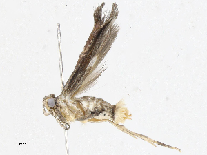  ( - CBG-A04521-E04)  @11 [ ] CreativeCommons - Attribution (2023) CBG Photography Group Centre for Biodiversity Genomics