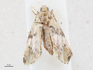  ( - CBG-A05423-A09)  @11 [ ] CreativeCommons - Attribution (2023) CBG Photography Group Centre for Biodiversity Genomics