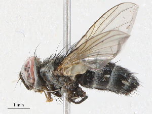  ( - CBG-A05424-B06)  @11 [ ] CreativeCommons - Attribution (2023) CBG Photography Group Centre for Biodiversity Genomics