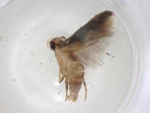  (gelMalaise01 Malaise1578 - CBG-A05977-A06)  @11 [ ] CreativeCommons - Attribution (2023) Centre for Biodiversity Genomics Centre for Biodiversity Genomics