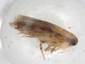  ( - CBG-A05977-B09)  @11 [ ] CreativeCommons - Attribution (2023) Centre for Biodiversity Genomics Centre for Biodiversity Genomics