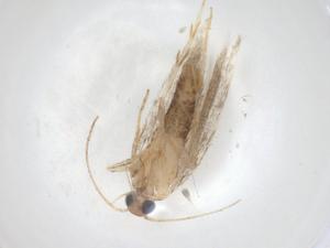  ( - CBG-A05977-C06)  @11 [ ] CreativeCommons - Attribution (2023) Centre for Biodiversity Genomics Centre for Biodiversity Genomics