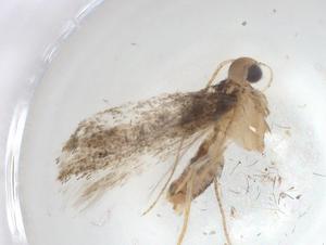  ( - CBG-A05977-C09)  @11 [ ] CreativeCommons - Attribution (2023) Centre for Biodiversity Genomics Centre for Biodiversity Genomics