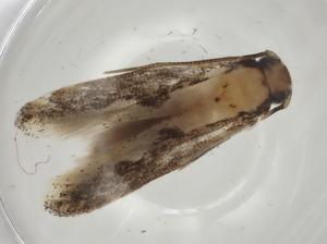  ( - CBG-A05982-H10)  @11 [ ] CreativeCommons - Attribution (2023) Centre for Biodiversity Genomics Centre for Biodiversity Genomics